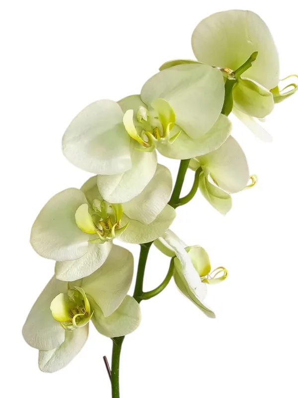 Orquídeas